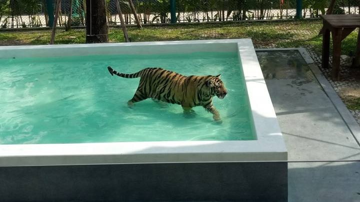 Тигровый парк Паттайя